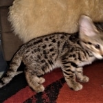 Hunter, Savannah, F-2B, BST, male,  Ticket, DOB 1-20-20