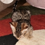 Hunter, Savannah, F-2B, BST, male,  Ticket, DOB 1-20-20