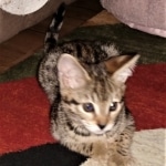 Hunter, Savannah, F-2B, BST, male,  Ticket, DOB 1-20-20