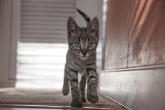 Kipling Savannah F-2B Brown Spotted Male #1 DOB 9-16-15