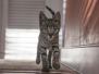 Kipling Savannah F-2B Brown Spotted Male #1 DOB 9-16-15