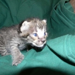 Savannah male Dark Brown Spotted DOB 9-16-15