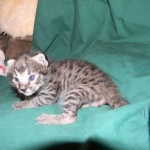 Savannah male Dark Brown Spotted DOB 9-16-15