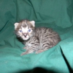 Savannah male Dark Brown Spotted DOB 9-16-15