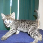 Savannah male Dark Brown Spotted DOB 9-16-15