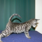 Savannah male Dark Brown Spotted DOB 9-16-15