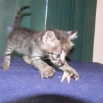 Savannah male Dark Brown Spotted DOB 9-16-15