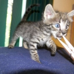 Savannah male Dark Brown Spotted DOB 9-16-15