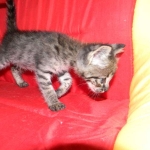 Savannah male Dark Brown Spotted DOB 9-16-15