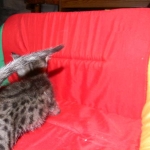 Savannah male Dark Brown Spotted DOB 9-16-15