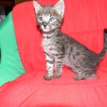 Savannah male Dark Brown Spotted DOB 9-16-15