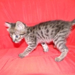 Savannah male Dark Brown Spotted DOB 9-16-15