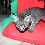 Savannah male Dark Brown Spotted DOB 9-16-15