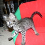 Savannah male Dark Brown Spotted DOB 9-16-15