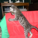 Savannah male Dark Brown Spotted DOB 9-16-15