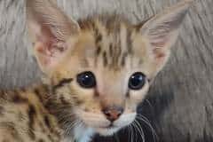 Hades Savannah F-2B Brown Spotted Male DOB 3-17-23