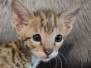 Hades Savannah F-2B Brown Spotted Male DOB 3-17-23