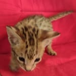 Savannah F-2B Brown Spotted Male DOB 4-10-23