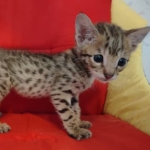 Savannah F-2B Brown Spotted Male DOB 4-10-23