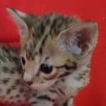 Savannah F-2B Brown Spotted Male DOB 4-10-23