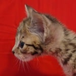 Savannah F-2B Brown Spotted Male DOB 4-10-23