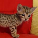 Savannah F-2B Brown Spotted Male DOB 4-10-23