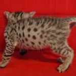 Savannah F-2B Brown Spotted Male DOB 4-10-23