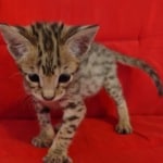 Savannah F-2B Brown Spotted Male DOB 4-10-23