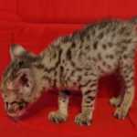 Savannah F-2B Brown Spotted Male DOB 4-10-23