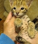 Savannah F-2B Brown Spotted Male DOB 4-10-23