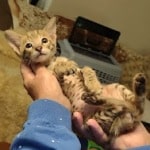 Savannah F-2B Brown Spotted Male DOB 4-10-23