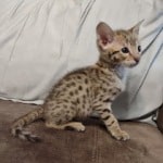 Savannah F-2B Brown Spotted Male DOB 4-10-23