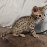 Savannah F-2B Brown Spotted Male DOB 4-10-23