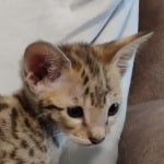 Savannah F-2B Brown Spotted Male DOB 4-10-23