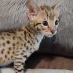 Savannah F-2B Brown Spotted Male DOB 4-10-23