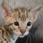 Savannah F-2B Brown Spotted Male DOB 4-10-23