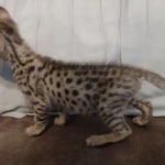 Savannah F-2B Brown Spotted Male DOB 4-10-23