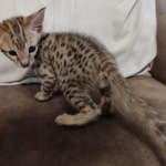 Savannah F-2B Brown Spotted Male DOB 4-10-23