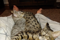 Jax, Savannah F-2B Brown(black) spotted Male DOB 10-18-17