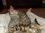 Jax, Savannah F-2B Brown(black) spotted Male DOB 10-18-17