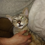 Jax, Savannah, F-2B, Brown (black) spotted, Male, DOB 10-18-17