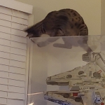 Jax, Savannah, F-2B, Brown (black) spotted, Male, DOB 10-18-17