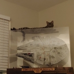 Jax, Savannah, F-2B, Brown (black) spotted, Male, DOB 10-18-17