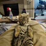 Jax, Savannah, F-2B, Brown (black) spotted, Male, DOB 10-18-17