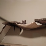 Jax, Savannah, F-2B, Brown (black) spotted, Male, DOB 10-18-17