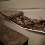 Jax, Savannah, F-2B, Brown (black) spotted, Male, DOB 10-18-17