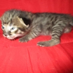 Savannah, F-2B, Brown (black) spotted, Male, DOB 10-18-17