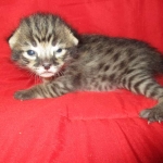 Savannah, F-2B, Brown (black) spotted, Male, DOB 10-18-17