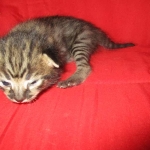 Savannah, F-2B, Brown (black) spotted, Male, DOB 10-18-17