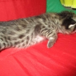 Savannah, F-2B, Brown (black) spotted, Male, DOB 10-18-17